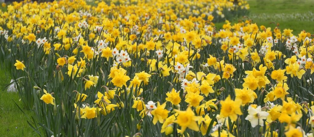 Narzissenfest_06