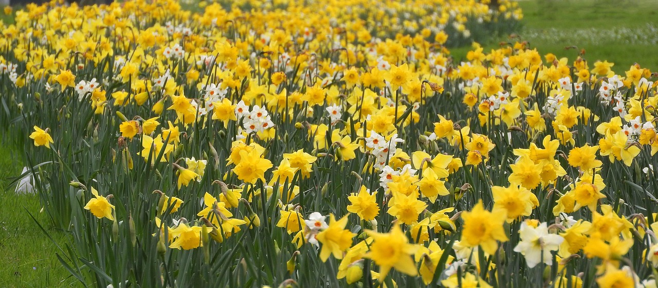 Narzissenfest_06